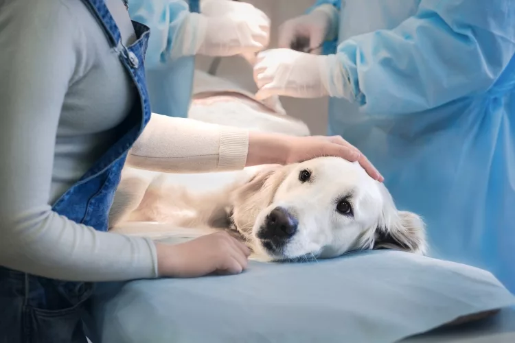 How do you remove stitches from a dog at home?