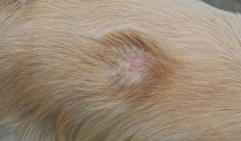 What is Ringworm?