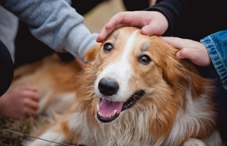 Why Do Dogs Like To Be Petted?