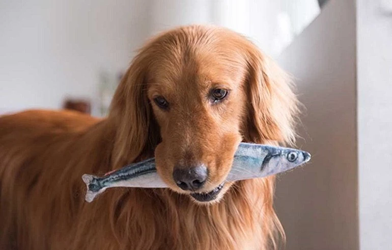 Can Dogs Eat Tuna? Everything You Need to Know
