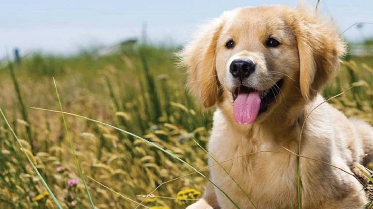 Common Causes Of Breathe Fast At Puppy
