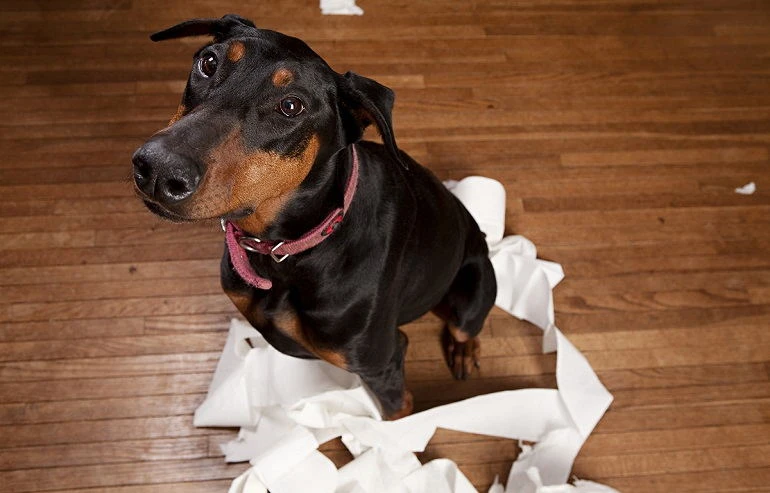 Why Do Dogs Eat Toilet Paper?
