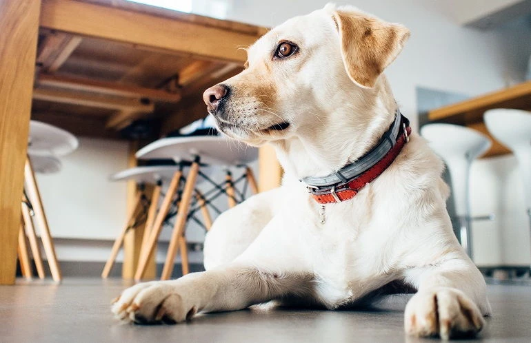 How To Buy The Best Flea Collars For Dogs