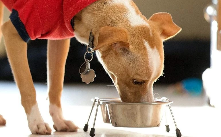 How To Buy The Best Diet Dog Foods