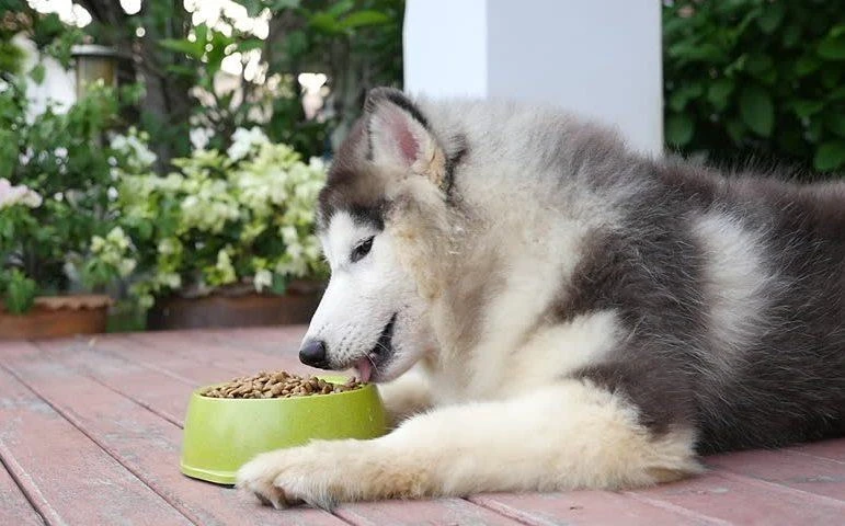 The 12 Best Dog Foods for Huskies for 2022