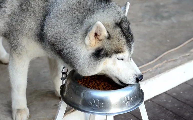 How To Buy The Best Dog Food For Huskies
